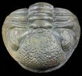Wide Enrolled Pedinopariops Trilobite #56496-1